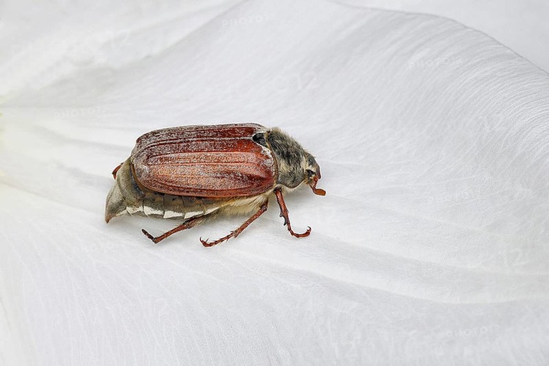 Cockchafer, field cockchafer (Melolontha melolontha), female on a clematis flower, Wilnsdorf, North Rhine-Westphalia, Germany