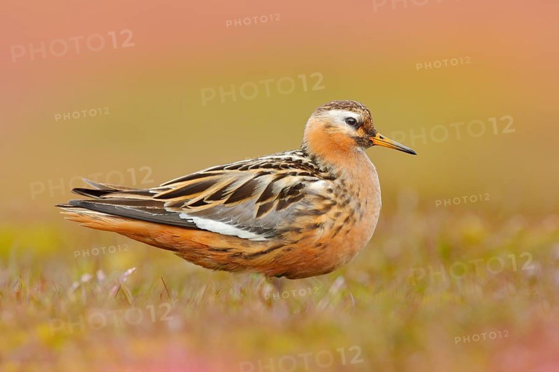 Grey Phalarope, Phalaropus fulicarius, orange and brown water bird in the grass nature habitat, Longyaerbyen, Svalbard, Norway. Wildlife scene from nature