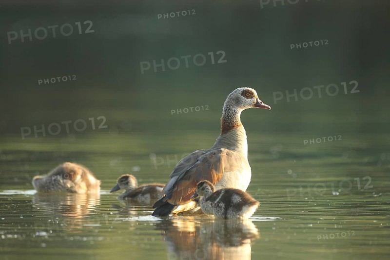 Egyptian goose (Alopochen aegyptiaca) adult bird with young in the water in a gravel pit, Allgäu, Bavaria, Germany, Allgäu, Bavaria, Germany