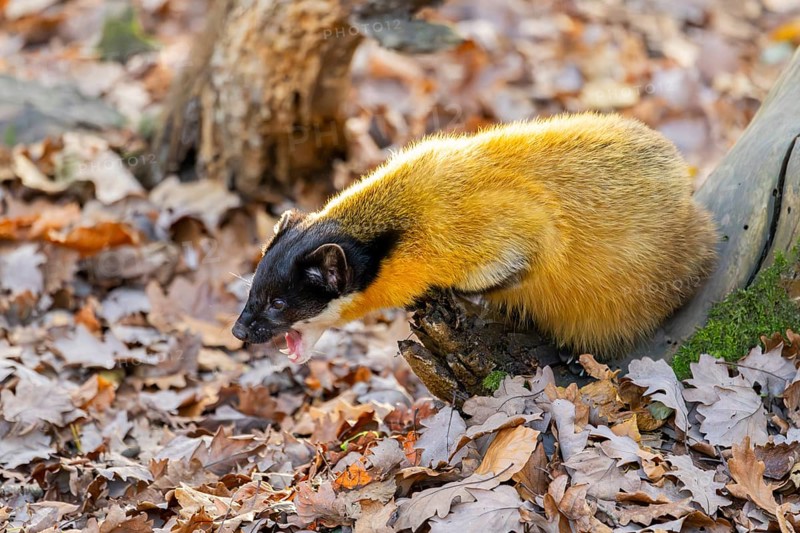 Yellow-throated marten (Martes flavigula) on an old wood, Germany