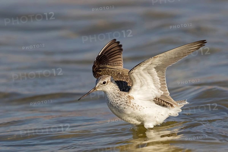 Teichwasserläufer, Marsh Sandpiper, Tringa stagnatilis, Chevalier stagnatile, Archibebe Fino