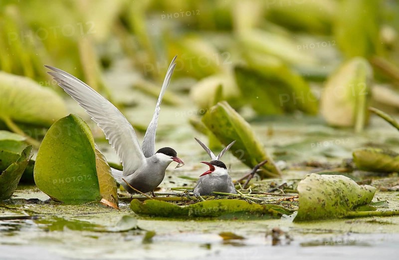 Whiskered Tern (Chlidonias hybrida) male feeds female on nest, Danube Delta, Romania