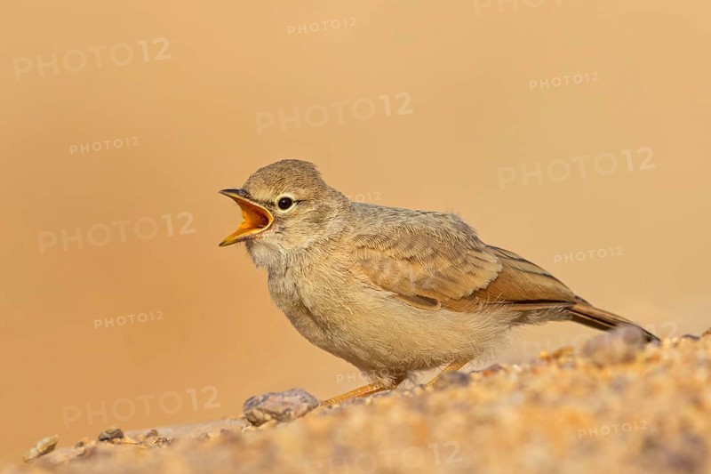 Steinlerche, Desert Lark, Ammomanes deserti, Ammomane isabelline, Terrera Sahariana