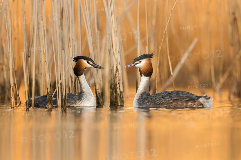 Great Crested Grebe (Podiceps cristatus) pair displaying, North Rhine-Westphalia, Germany