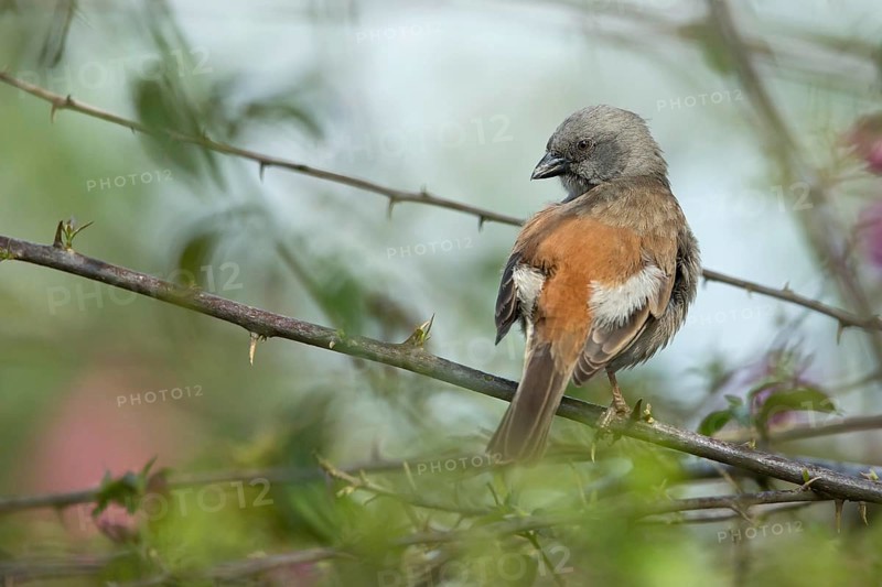 Swainson's Sparrow (Passer swainsonii) perched on a branch, Kafa, Ethiopia