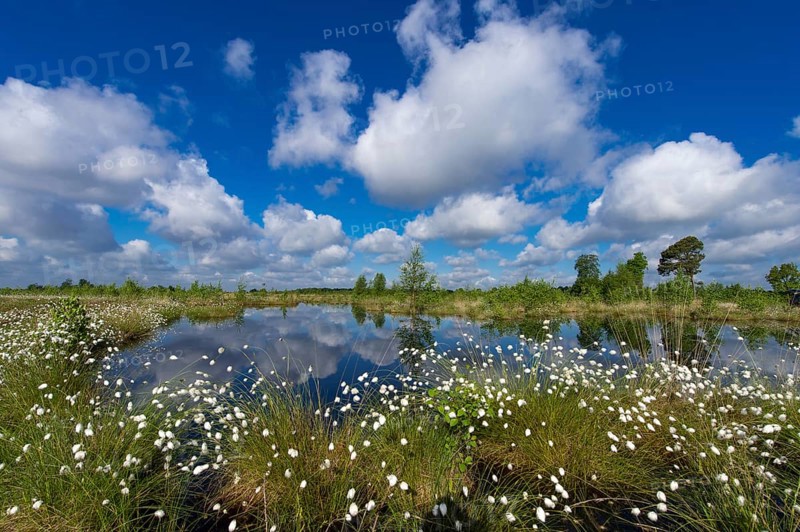 Tussock cottongrass (Eriophorum vaginatum) flowering in bog, Goldenstedter Moor, Lower Saxony, Germany