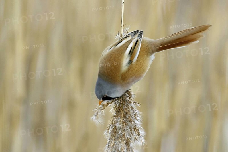 Bearded Reedling (Panurus biarmicus) male feeding on reed, Mecklenburg-Western, Pomerania, Germany