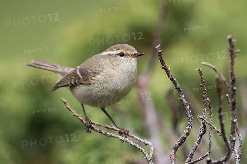 Humes Leaf Warbler - Tienschan-Laubsänger - Phyllsocopus humei ssp. humei, Kyrgyzstan