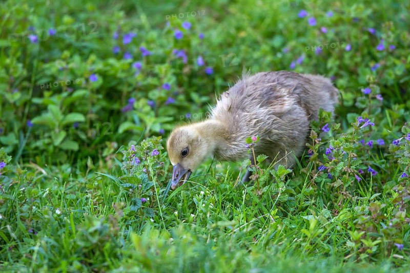 Greylag Goose (Anser anser) chick foraging, Mecklenburg-Western Pomerania, Germany