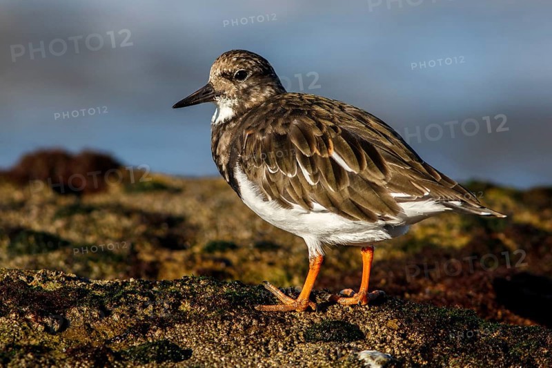 Ruddy Turnstone (Arenaria interpres) on rocks, Asturias, Spain