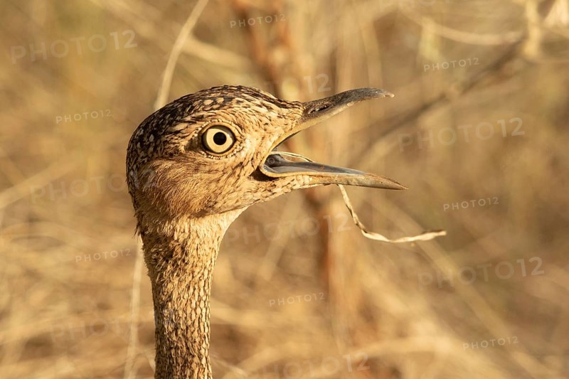 Buff-crested Bustard (Lophotis gindiana), Samburu, Kenya
