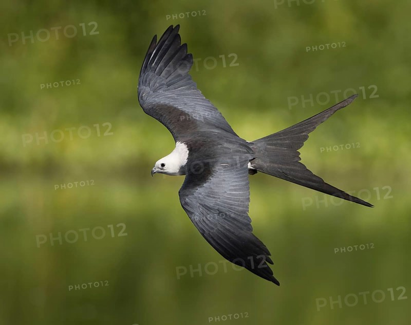 Swallow-tailed Kite (Elanoides forficatus) flying, Florida, USA