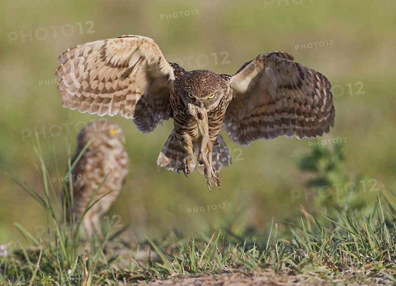Burrowing Owl (Athene cunicularia) flying with prey in its beak, Florida, USA