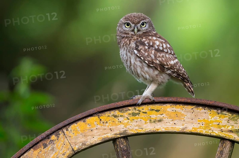 Little Owl (Athene noctua) perched on an old wagon wheel, Lower Saxony, Germany