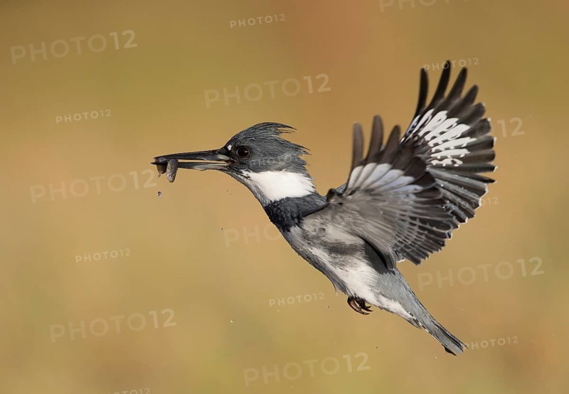 Belted Kingfisher (Megaceryle alcyon) male flying with fish prey in its beak, Florida, USA