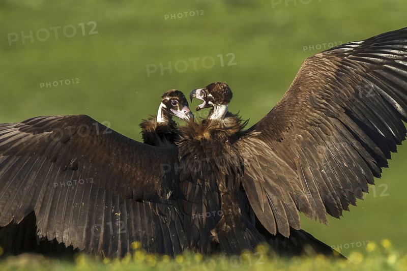 Cinereous Vulture (Aegypius monachus), Castile-La Mancha, Spain