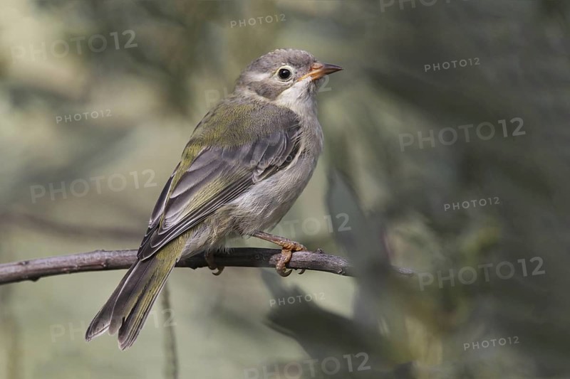 Brown-headed Honeyeater (Melithreptus brevirostris) juvenile, Australian Capital Territory, Australia