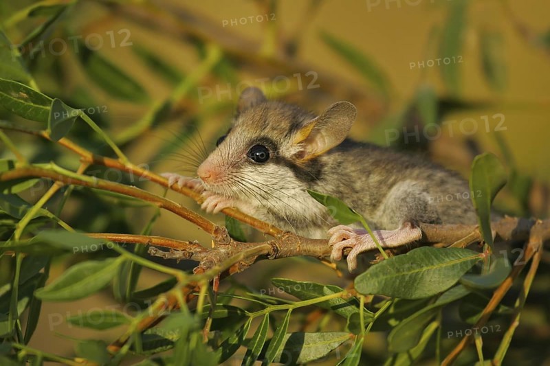 Gartenschläfer (Eliomys quercinus) liegt entspannt und ruhig auf Ast, Spanien