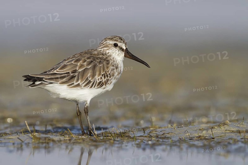 Broad-billed Sandpiper (Calidris falcinellus), Oman