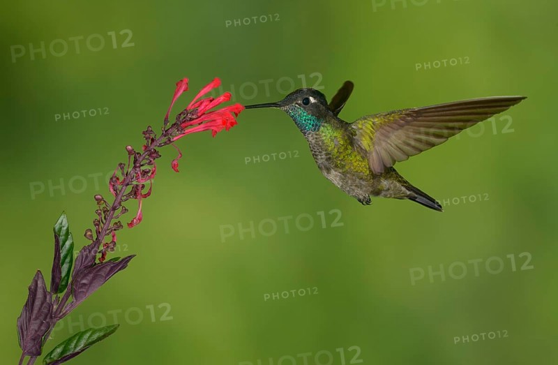 Magnificent Hummingbird (Eugenes fulgens) - San Gerrardo de Dota, Costa Rica
