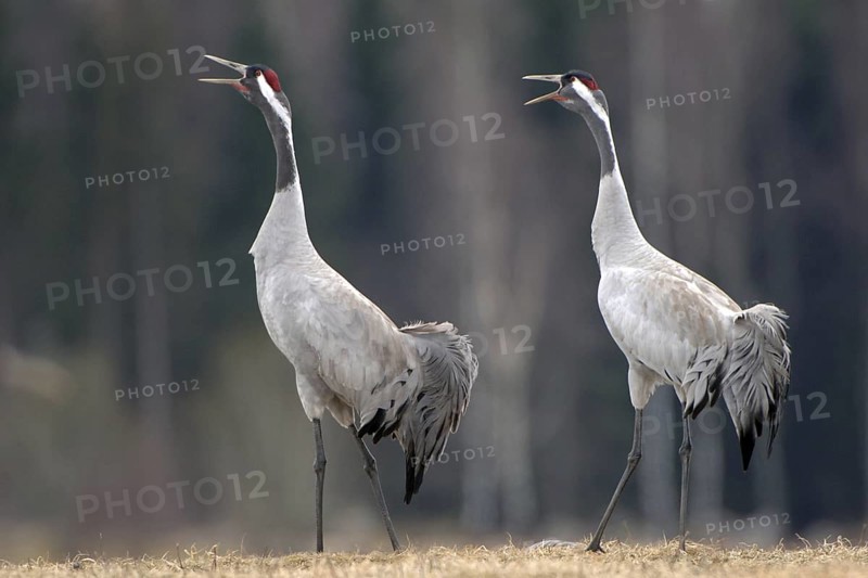 Common Crane (Grus grus) mating, Vaestergoetland, Sweden