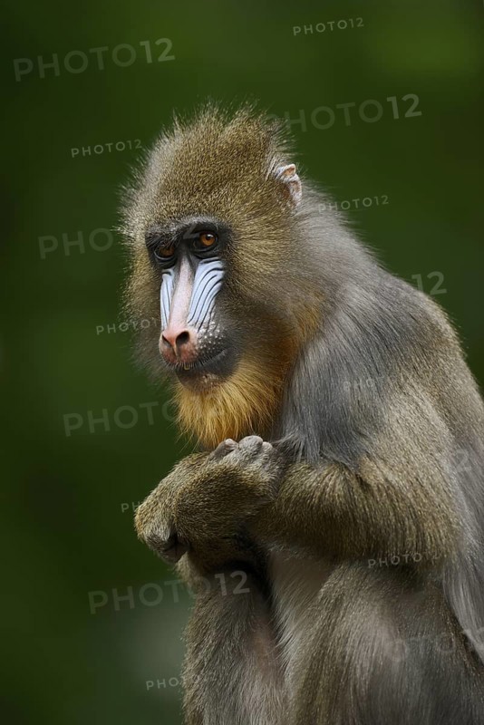 Mandrill (Mandrillus sphinx), female, endangered species, captive, occurrence in Central Africa