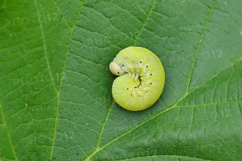 Birch Sawfly, Birch Button Hornworm Wasp (Cimbex femoratus), Birch Sawfly (Symphyta), Birch Button Hornworm Wasp, Larva curled up on a leaf, Close-up, Other animals, Insects, Animals, Wilnsdorf, North Rhine-Westphalia, Germany