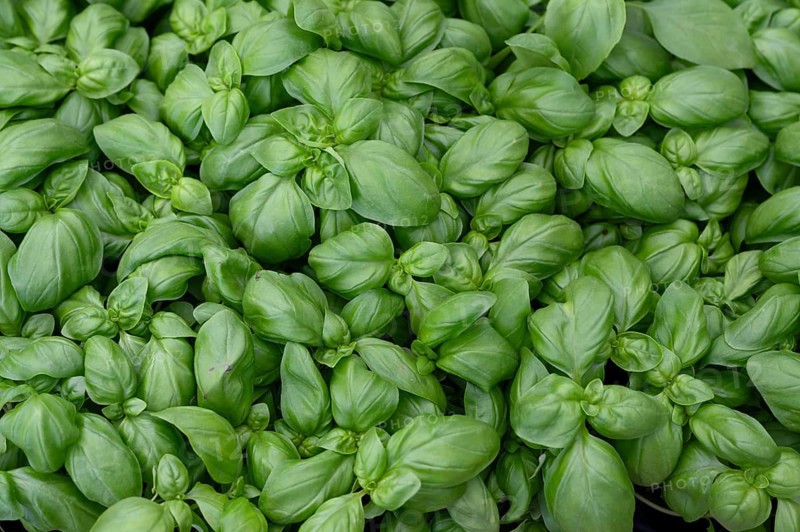 Basil (Ocimum basilicum), Bavaria, Germany