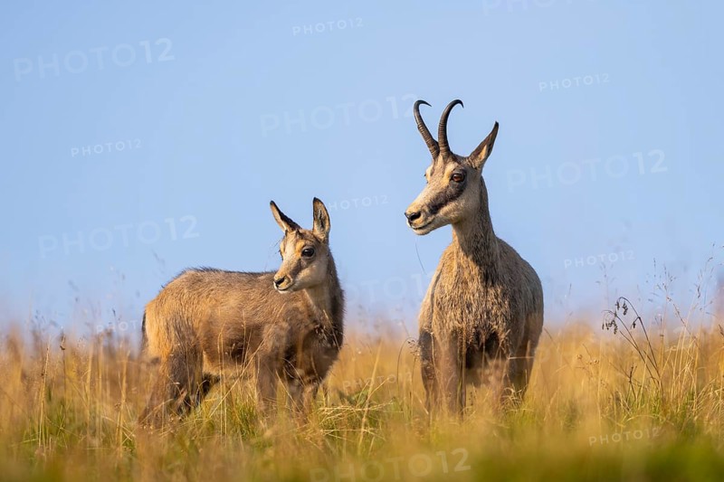 Chamois (Rupicapra rupicapra) mother with her youngster on a meadow in the Vosges Mountains, wildlife, France