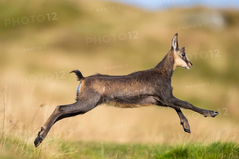 Chamois (Rupicapra rupicapra) youngster on a meadow in the Vosges Mountains, wildlife, France