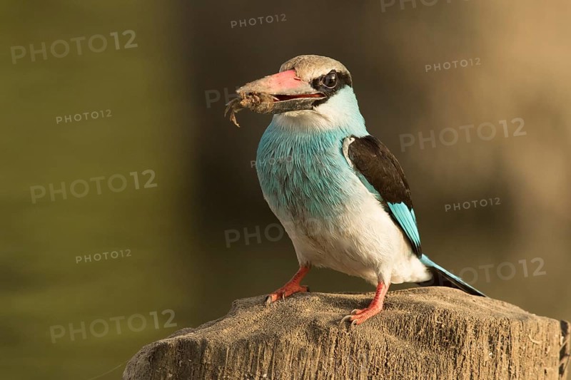 Blue-breasted Kingfisher (Halcyon malimbica), Gambia
