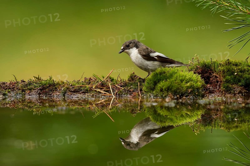 European Pied Flycatcher (Ficedula hypoleuca) male, Utrecht, Netherlands