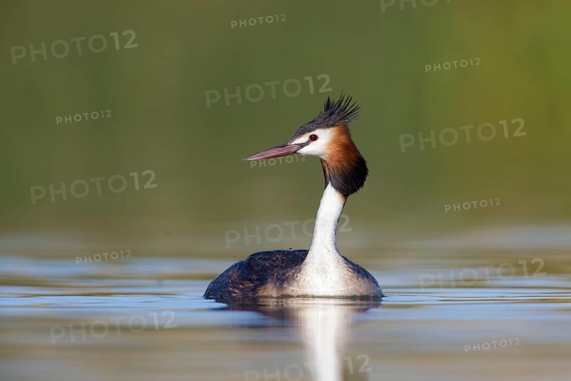 Australasian Crested Grebe (Podiceps cristatus australis), Victoria, Australia