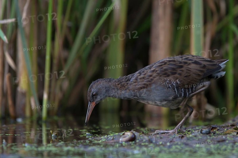 Water Rail (Rallus aquaticus) foraging, Saxony, Germany