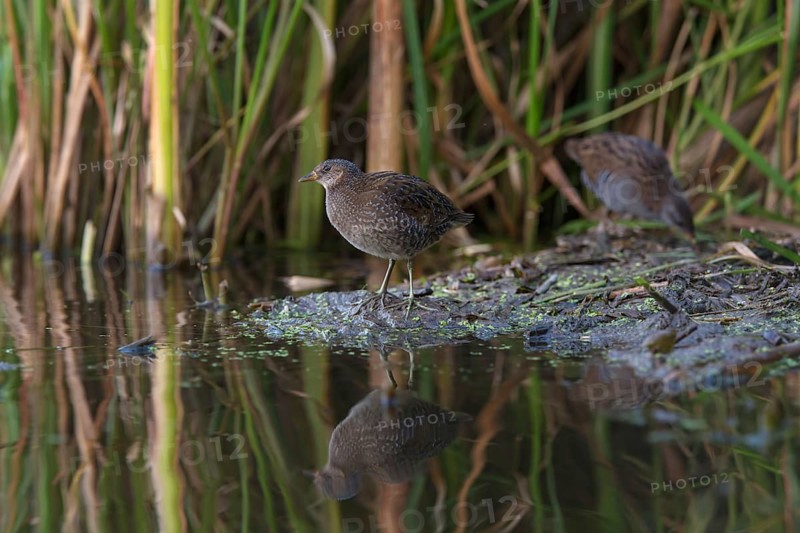 Spotted Crake & Water Rail (Porzana porzana & Rallus aquaticus) foraging, Saxony, Germany