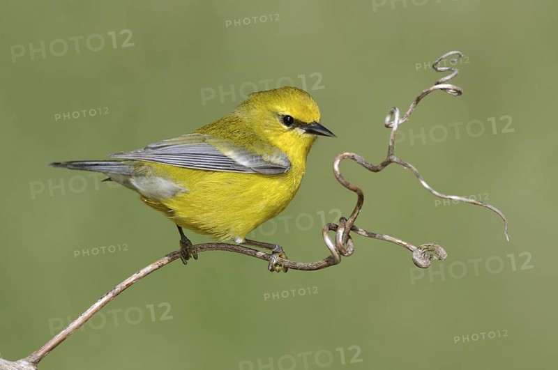Blue-winged Warbler (Vermivora cyanoptera), Texas, USA