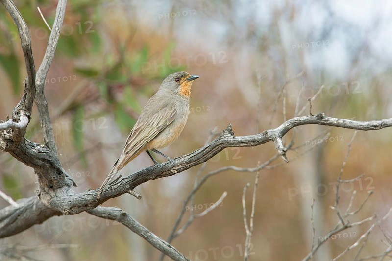 Red-lored Whistler (Pachycephala rufogularis) male perched on a branch, Victoria, Australia