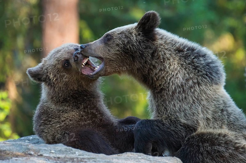 Eurasian Brown Bear (Ursus arctos) two fighting in forest, Finland