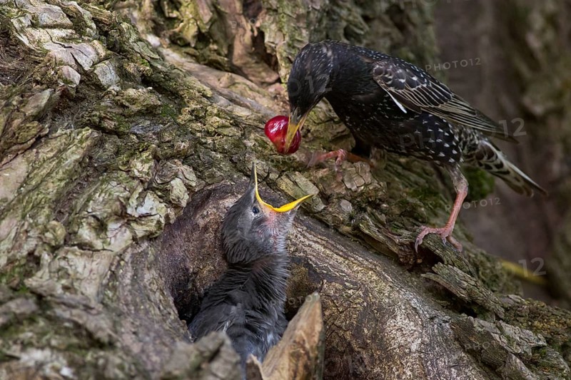 Common Starling (Sturnus vulgaris) feeding chick in nest with a cherry, Hungary
