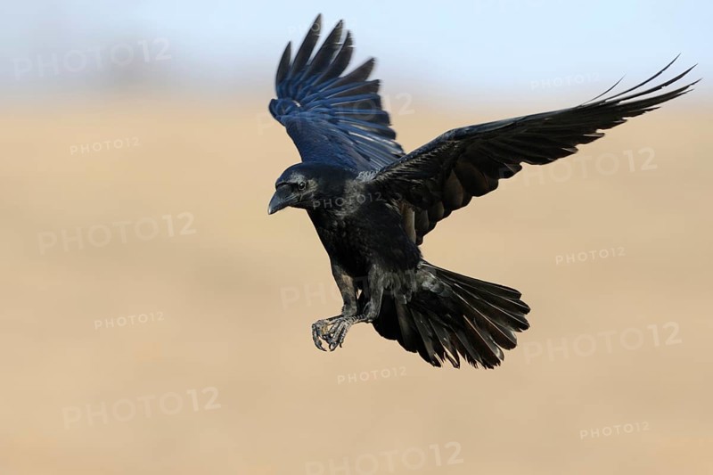 Northern Raven (Corvus corax) landing, Mecklenburg-Western Pomerania, Germany