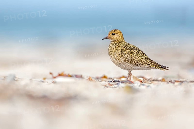 European Golden Plover (Pluvialis apricaria), Schleswig-Holstein, Germany