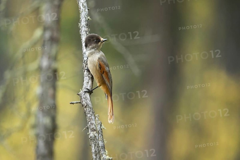 Siberian Jay (Perisoreus infaustus sibericus) perched on a branch, Toew Aimag, Mongolia