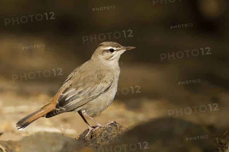 Rufous-tailed Scrub Robin (Cercotrichas galactotes syriaca), Oman