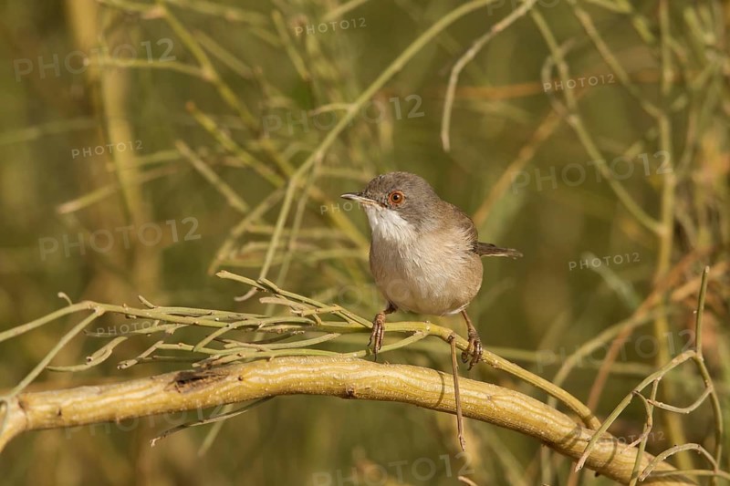Sardinian Warbler (Sylvia melanocephala) female, Morocco