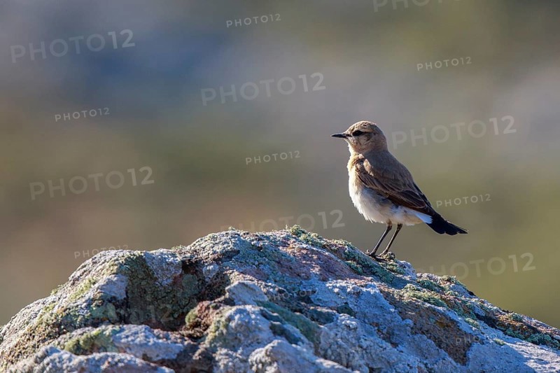 Isabelline Wheatear (Oenanthe isabellina) perched on a rock, Greece