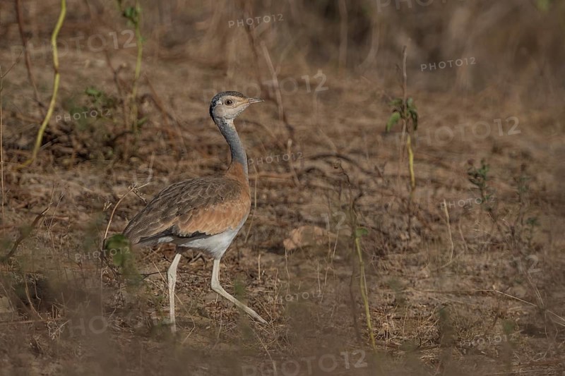 White-bellied Bustard (Eupodotis senegalensis) female, Senegal