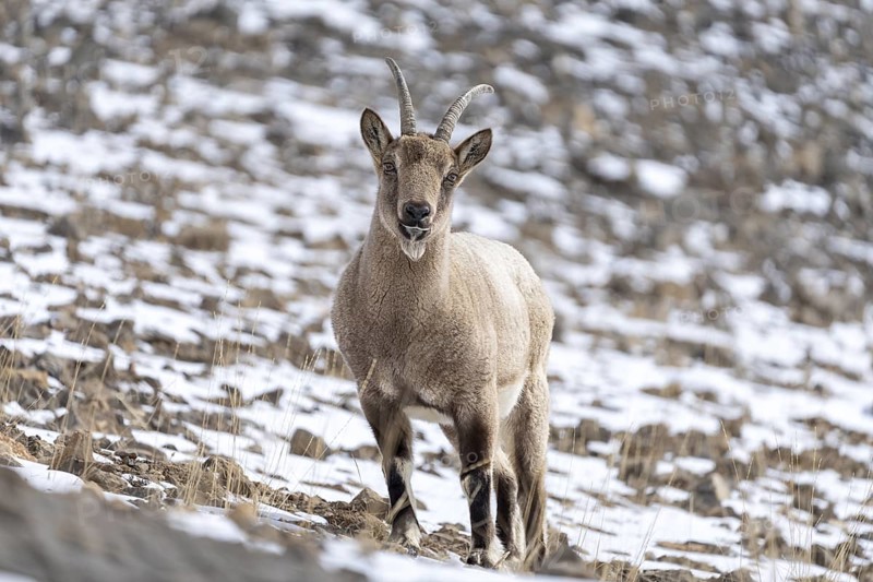 Siberian ibex (Capra sibirica), in the snow, Himalayas, Spitital, Kaza, Himachal Pradesh, India