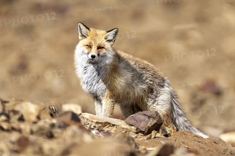 Tibetan red fox (Vulpes vulpes montana), Himalayas, Spitital, Kaza, Himachal Pradesh, India