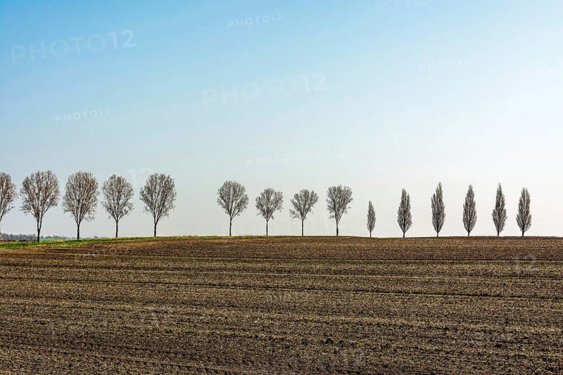 A long row of bare trees stands against a backdrop of a freshly tilled field in rural France. The landscape features a vibrant blue sky and rich brown earth, creating a serene atmosphere. Allier. Auvergne Rhone Alpes. France