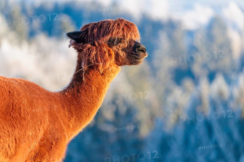 A brown alpaca (Vicugna pacos) stands in the early morning light on a frozen meadow in hilly terrain. A forest covered in hoarfrost can be seen in the background. Captive, Germany